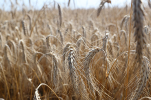 В Беларуси намолотили 7 млн тонн зерна