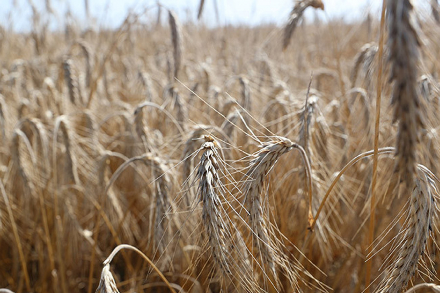 В Беларуси намолотили 7 млн тонн зерна