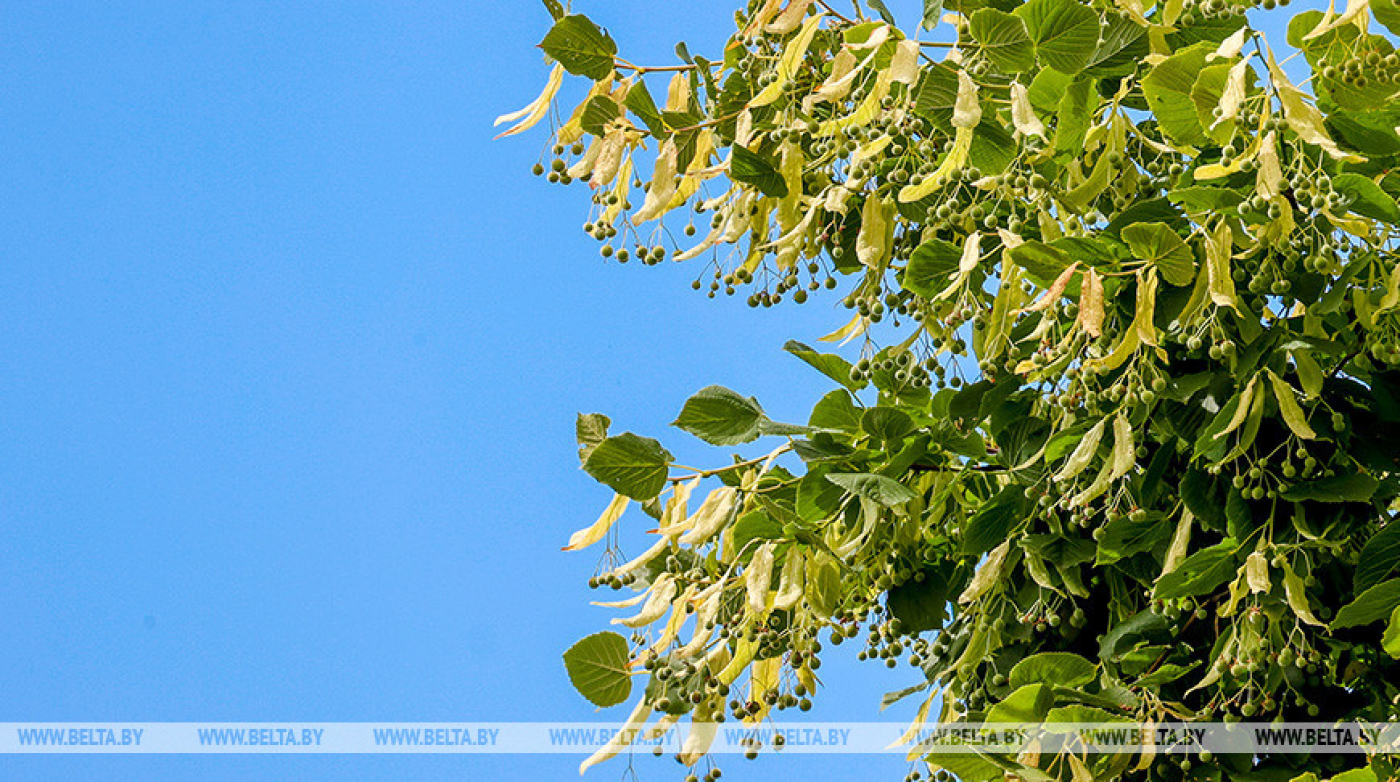 В июле средняя температура воздуха была ниже климатической нормы на 0,5°С