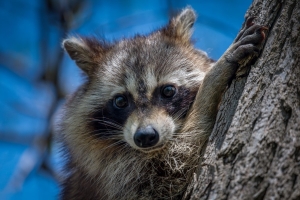 Где в Беларуси замечены еноты и чем они опасны, рассказали в НАН