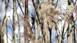 До +2°С и осадки прогнозируются сегодня в Беларуси