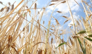 Молодой водитель-тысячник определился на уборке урожая в Гродненском районе