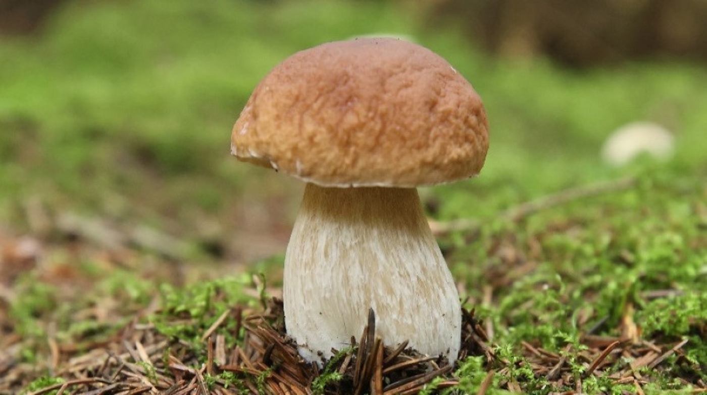 Грибы с превышением нормы радиоактивных веществ выявили в Наровлянском районе