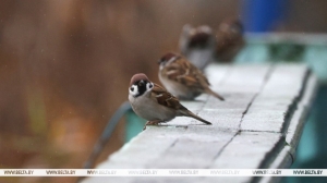 Теплый январь в Беларуси уступит место холодному февралю