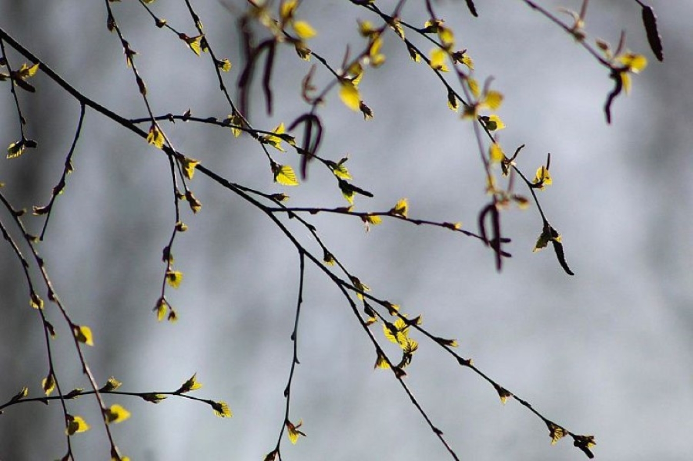 Обрабатываем сад до распускания почек – почему это крайне важно