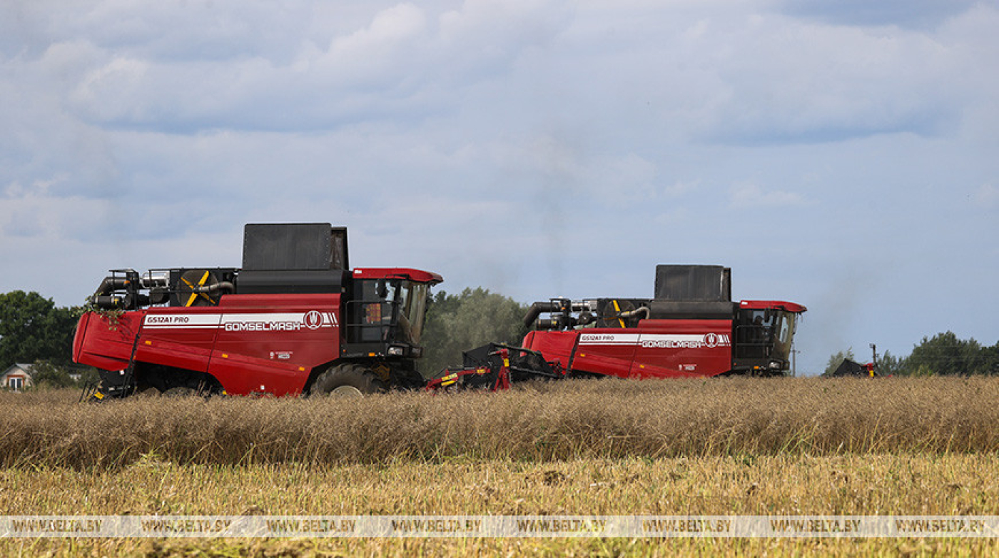 Озимый рапс убран более чем с 80% площадей