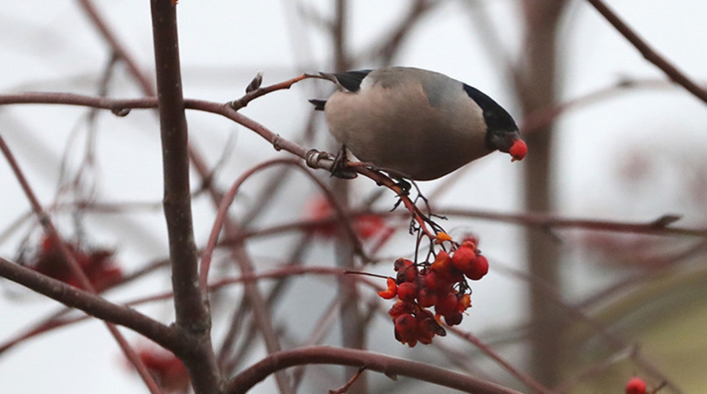 Порывистый ветер и гололедица будут сегодня в Беларуси