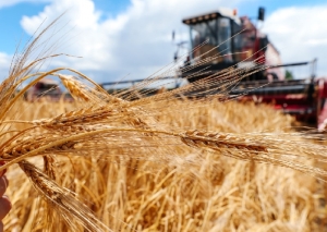 Повышение эффективности аграрной отрасли: мнения березинцев