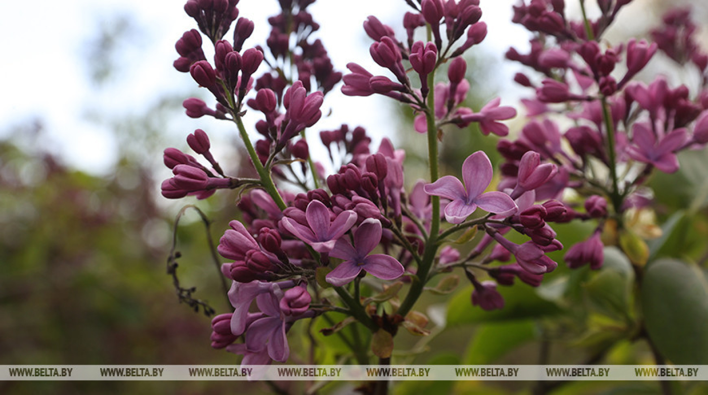 Без осадков и до +24°С будет сегодня в Беларуси