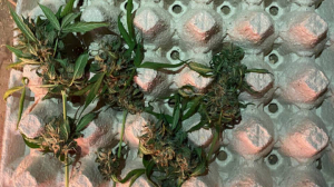 Борисовчанин на чердаке дома оборудовал лабораторию для выращивания конопли