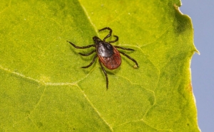 Как проверить дачный участок на наличие клещей: простой способ