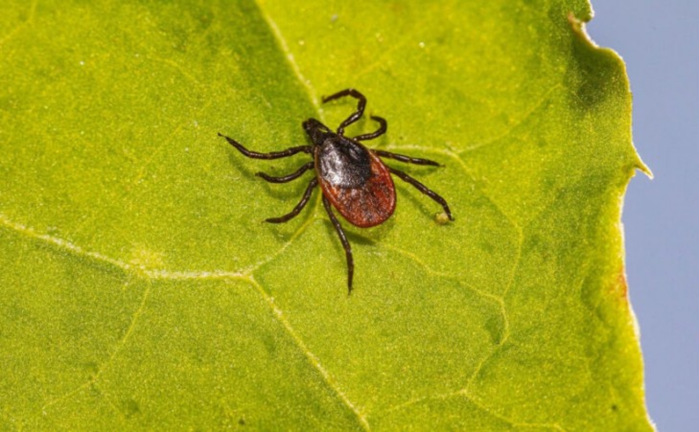 Как проверить дачный участок на наличие клещей: простой способ