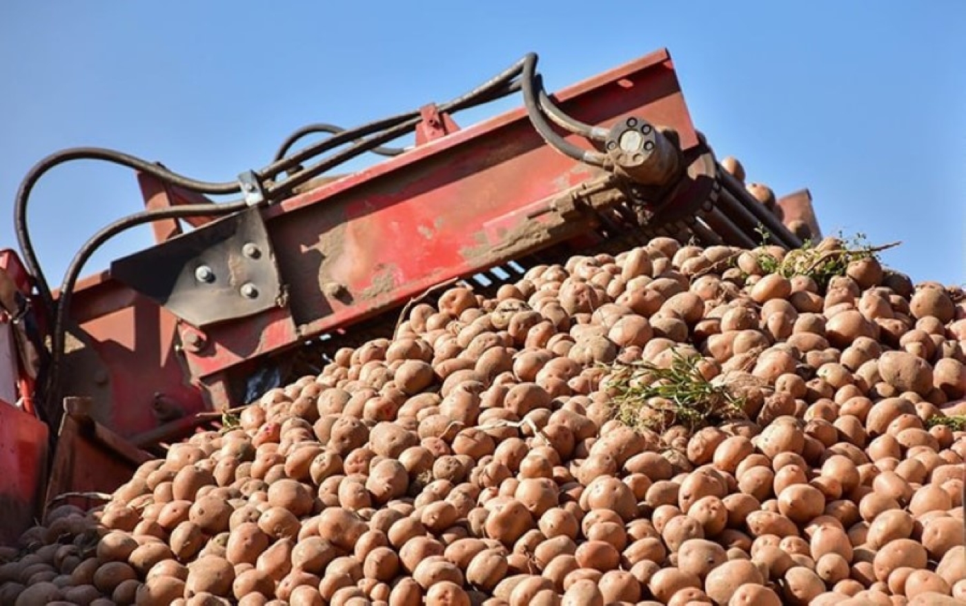 В Минской области завершена уборка овощей