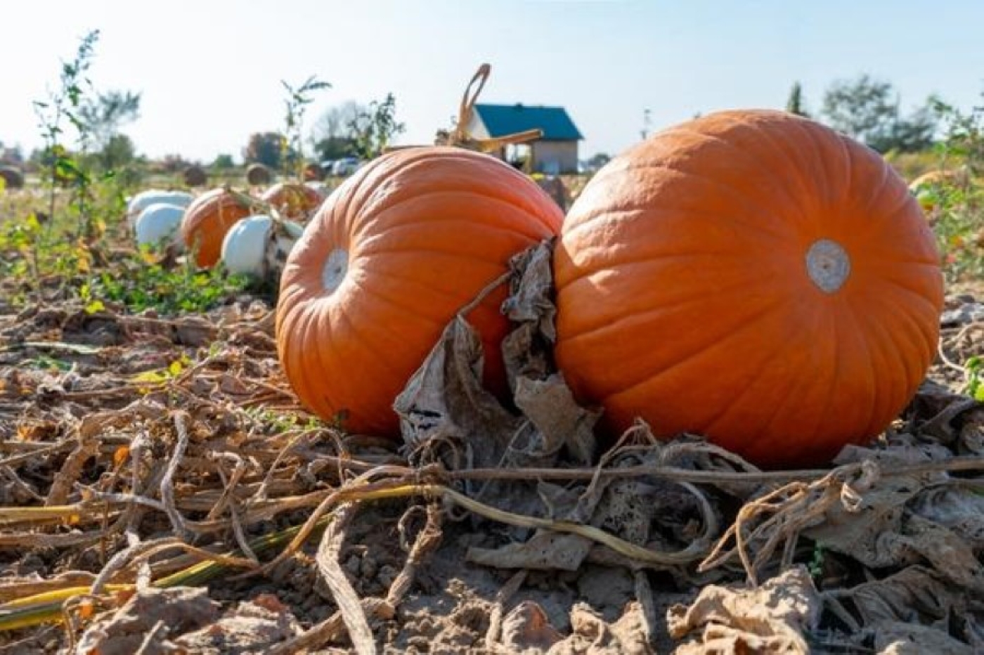 Календарь садовода и огородника и с 11 по 17 ноября: что обязательно нужно сделать