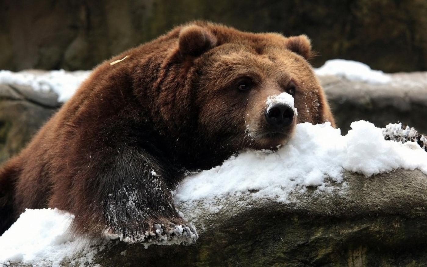 Медведи в Березинском заповеднике стали выходить из зимней спячки