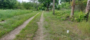 Растет трава у дома... В аг. Погост выполнена обкоска ул. Партизанской