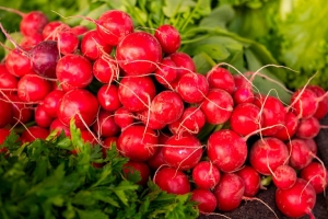 Называем три лучших сорта редиса – это настоящие находки