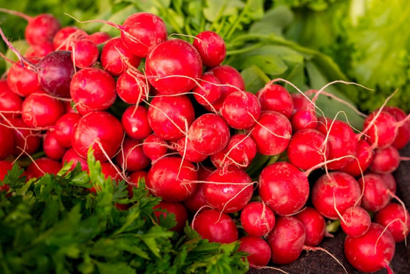 Называем три лучших сорта редиса – это настоящие находки