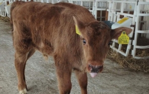 Корова родила зубренка! Узнали подробности уникального для Беларуси случая
