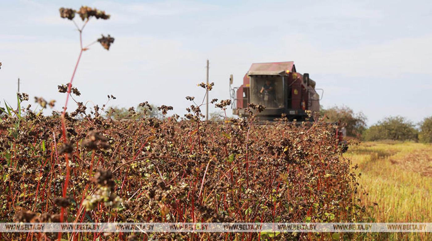 Гречиха в Беларуси убрана почти с 37% площадей