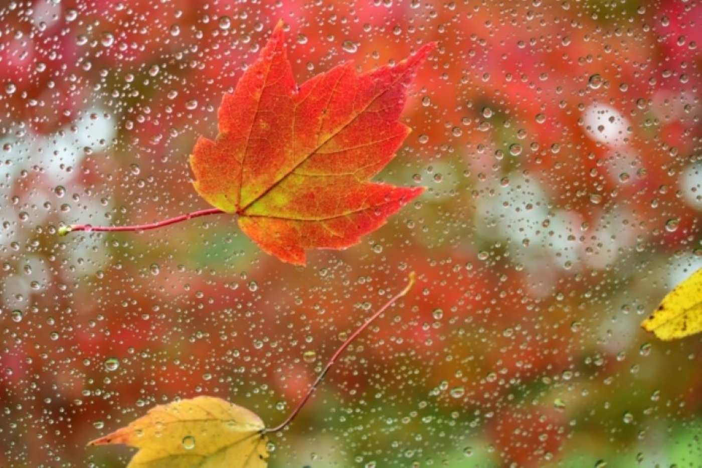 Погода в Беларуси 31 октября: дожди, порывистый ветер до 20 м/с и до +13 °С днем