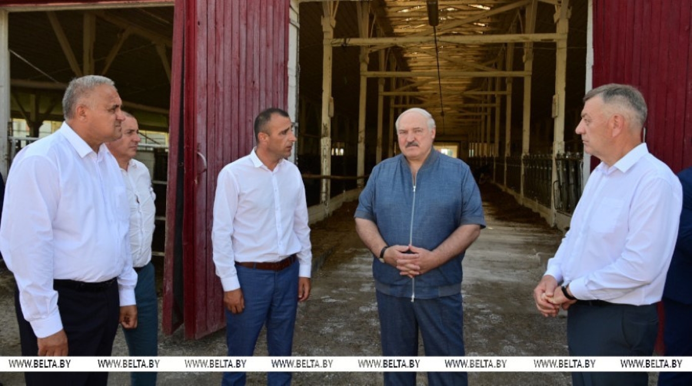 "Надо доводить до ума". Чем удивляет неидеальное хозяйство под Минском, которое посетил Лукашенко