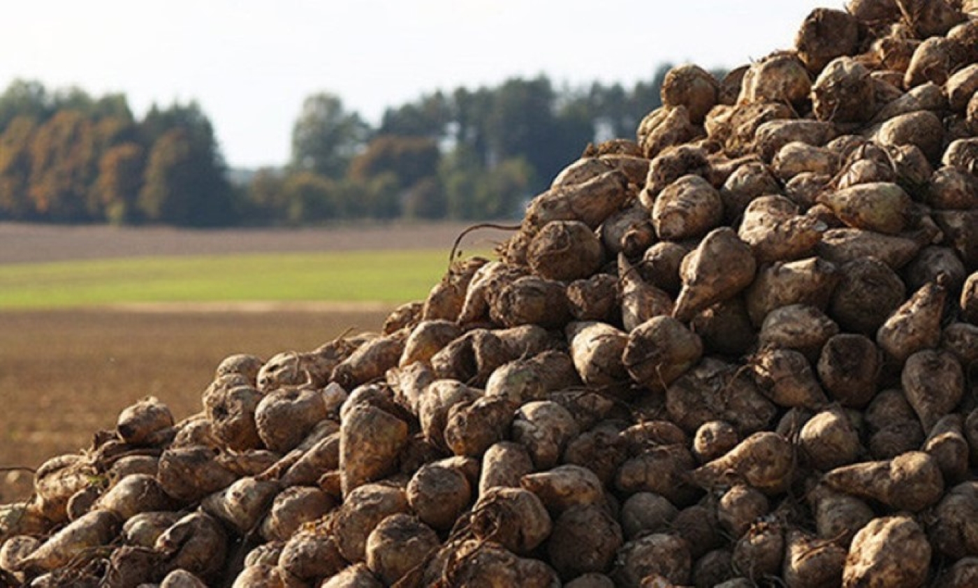 В Беларуси собрано 6 млн тонн сахарной свеклы