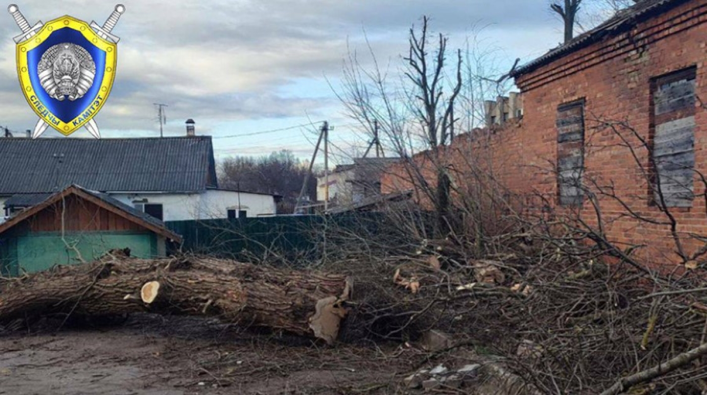 В Чашниках мужчину насмерть придавило деревом. СК проводит проверку