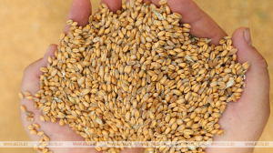 В Речицком районе водитель похитил почти 1,8 тонны пшеницы