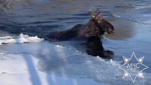 Лось провалился под лед в Рогачевском районе. Спасатели помогли животному выбраться на берег