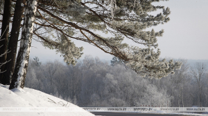 Ветреную погоду и гололедицу прогнозируют в Беларуси на 20 февраля