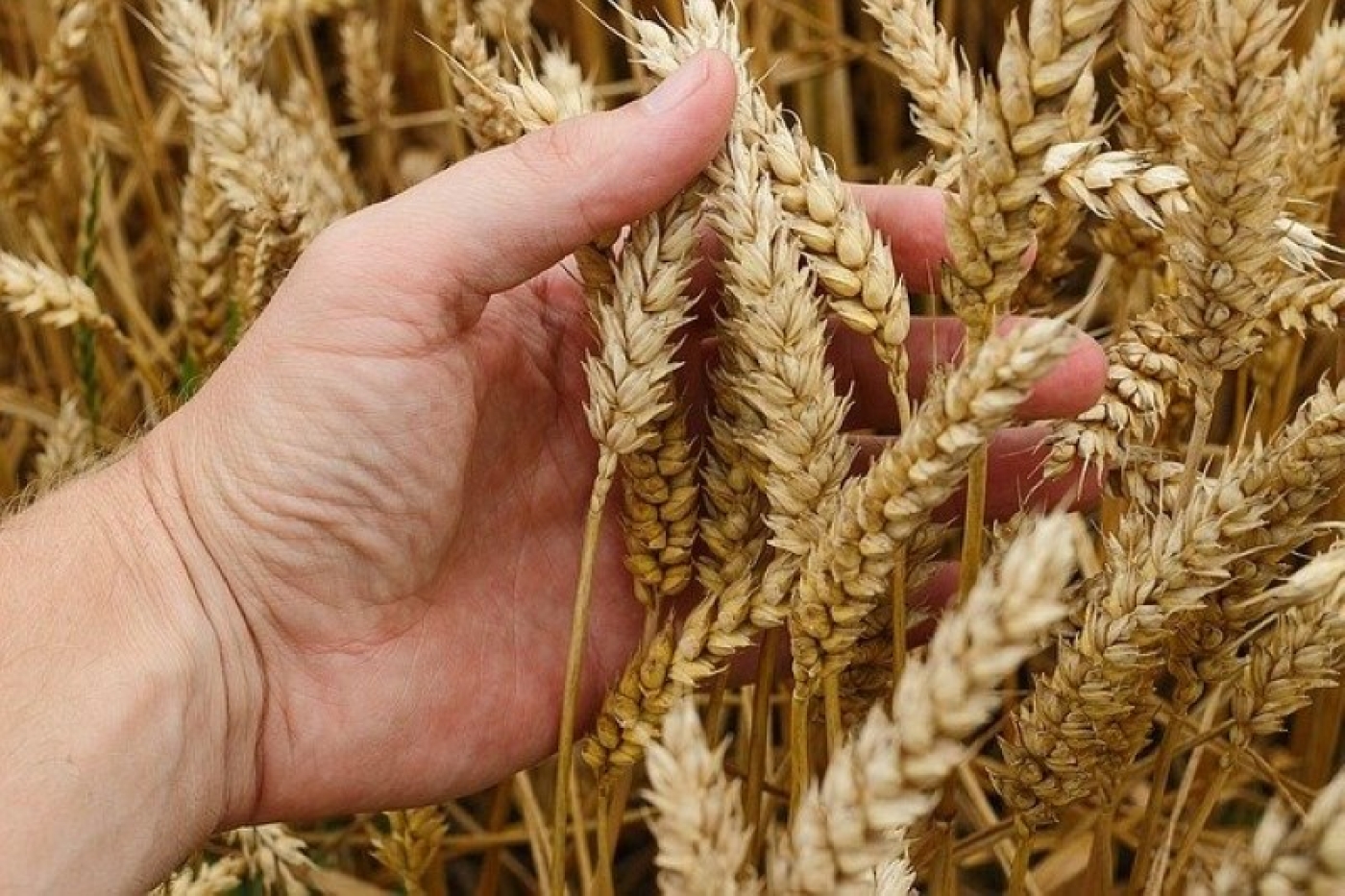Минсельхозпрод установил размер удешевления семян сельхозрастений в 2024 году