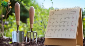Лунный календарь 2025: посева, посадки, пересадки основных овощных культур