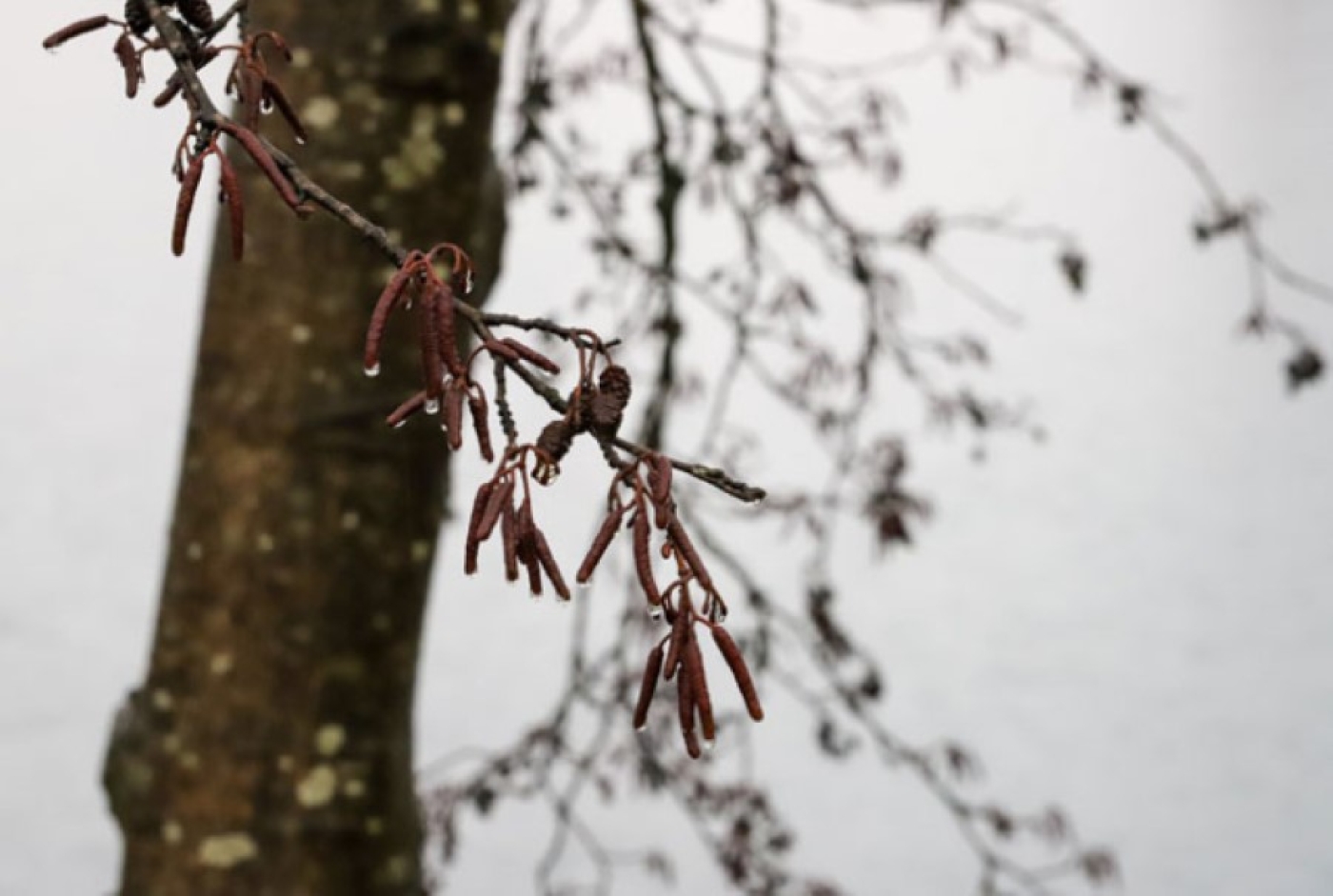 Погода в Беларуси 28 февраля: местами дожди и мокрый снег, слабый гололед и от -8 °С до +7 °С