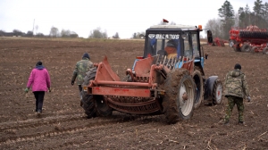 Около 1 тыс. студентов помогают белорусским аграриям на весенней посевной