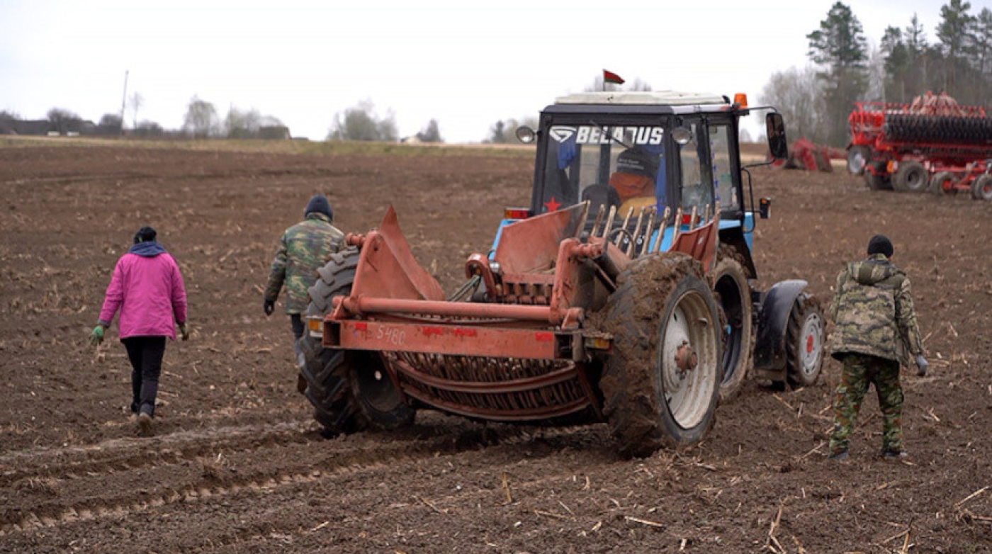 Около 1 тыс. студентов помогают белорусским аграриям на весенней посевной
