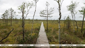 Даже из Америки и Австралии. Каким туристам интересен Березинский заповедник