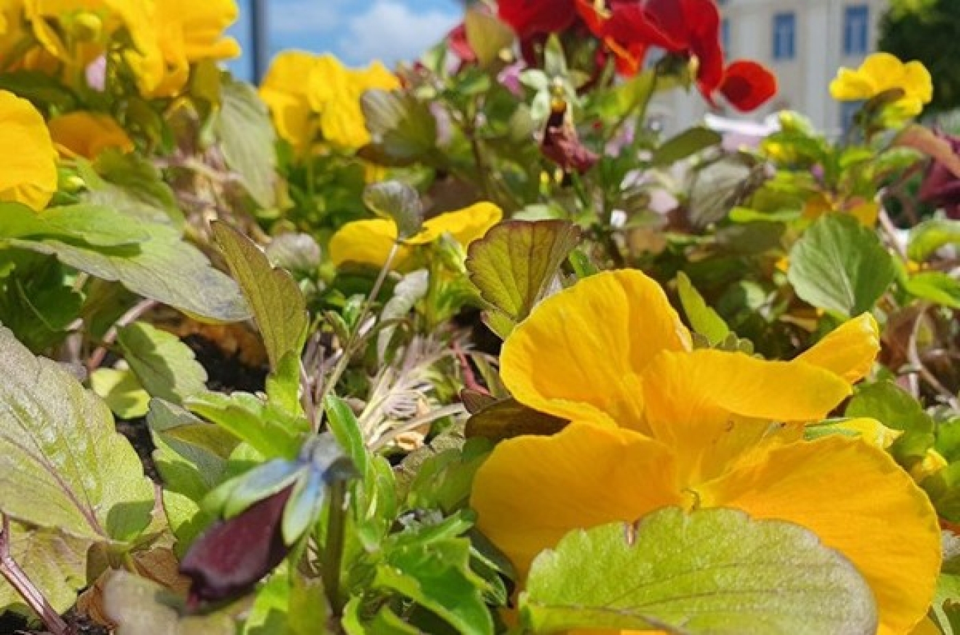 Сколько деревьев и цветов высадят в Беларуси в Год благоустройства, рассказали в Минприроды