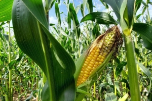 Что такое кукурузный год и сколько этой культуры посеют в Беларуси, рассказали в Минсельхозпроде
