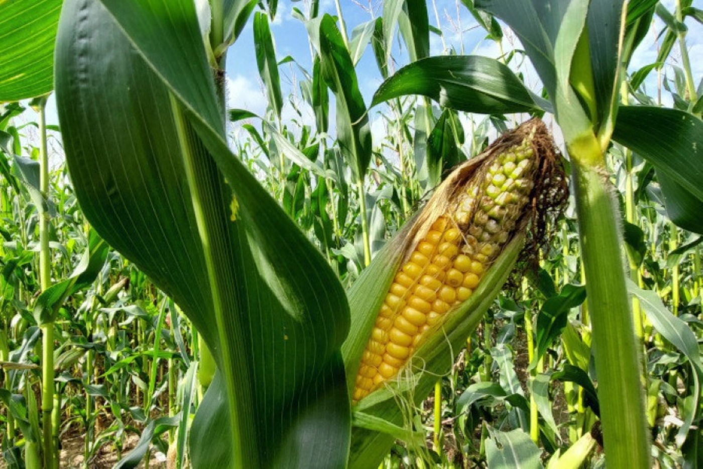 Что такое кукурузный год и сколько этой культуры посеют в Беларуси, рассказали в Минсельхозпроде