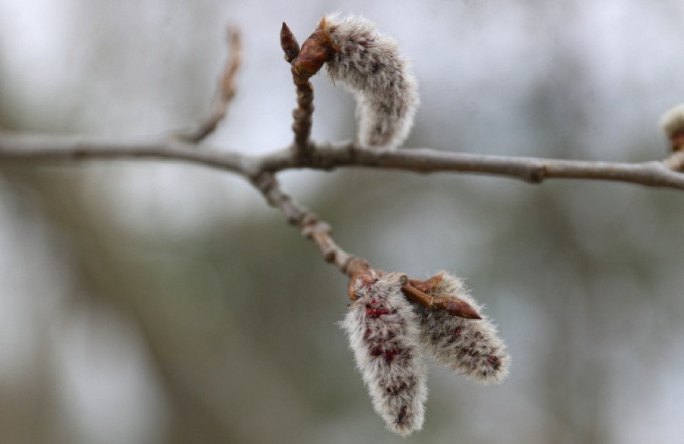 Пришли к климатической норме. Рябов рассказал о погоде с 17 по 23 марта