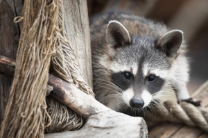 Как Сеня стал Есенией. Еноту из США, который оказался девочкой, оформили паспорт