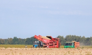 Лукашенко потребовал усилить культуру земледелия