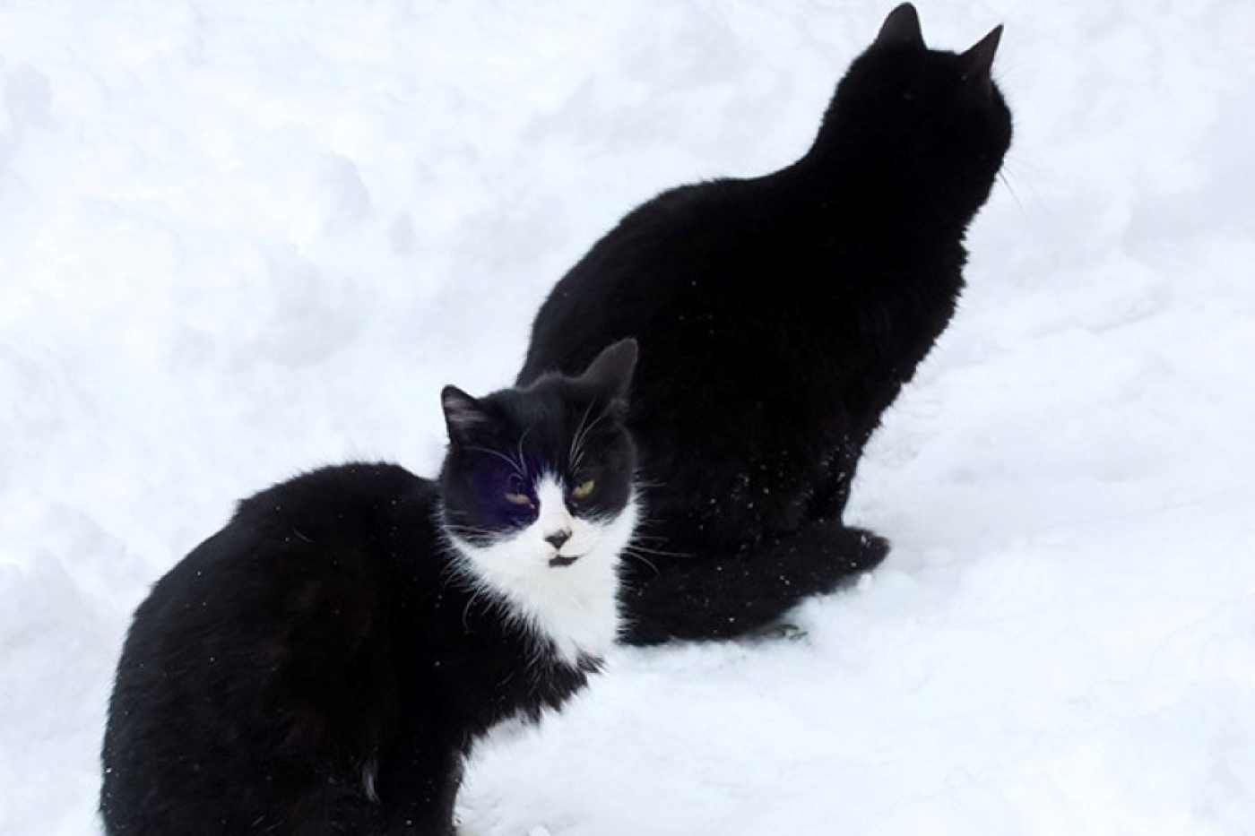 Почему нельзя прятать уличных животных в подвалах, рассказали в МЖКХ