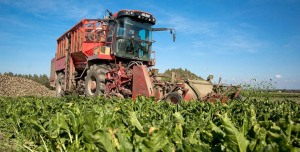 В Беларуси приступили к уборке сахарной свеклы