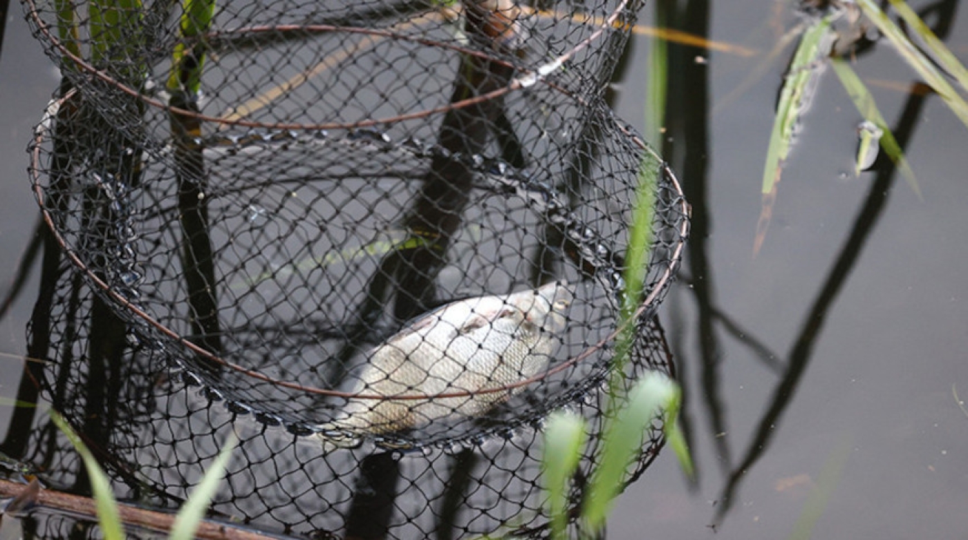 Госинспекция: в 2023 году 519 граждан сдали запрещенные орудия рыболовства