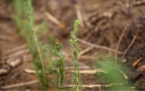 Минлесхоз планирует до 1 мая полностью завершить лесовосстановление после июльского урагана