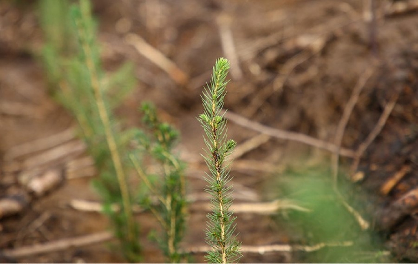 Минлесхоз планирует до 1 мая полностью завершить лесовосстановление после июльского урагана