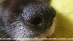 В Пружанах хозяйку собаки, покусавшей ребенка, оштрафовали на Br7 тыс.