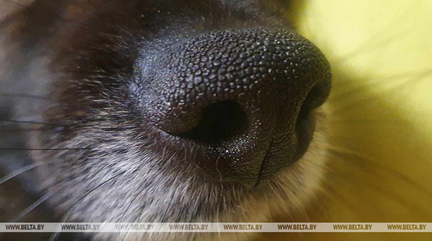 В Пружанах хозяйку собаки, покусавшей ребенка, оштрафовали на Br7 тыс.